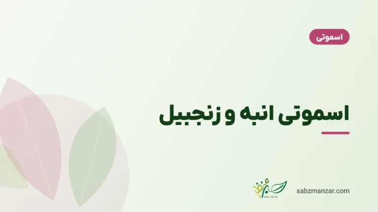 اسموتی انبه و زنجبیل