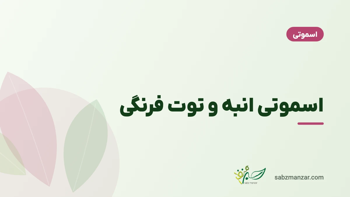 اسموتی انبه و توت فرنگی