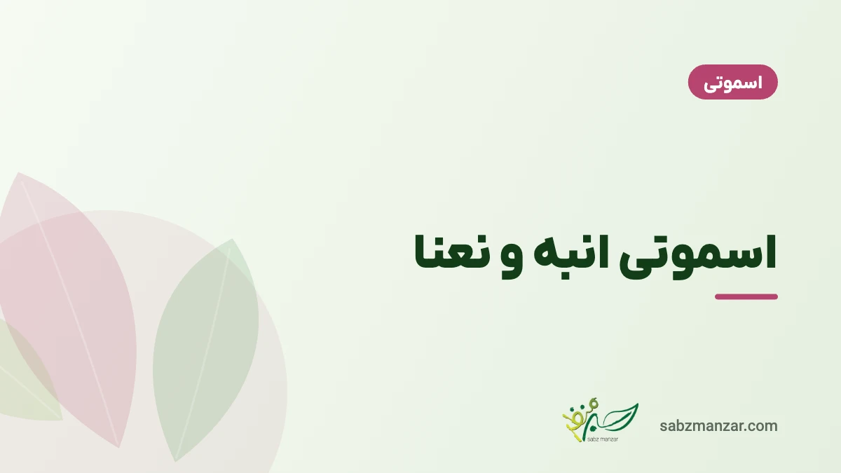 اسموتی انبه و نعنا