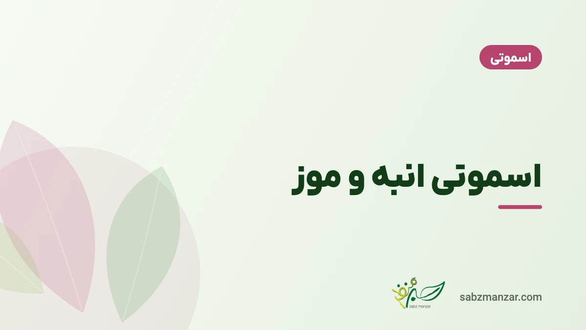 اسموتی انبه و موز