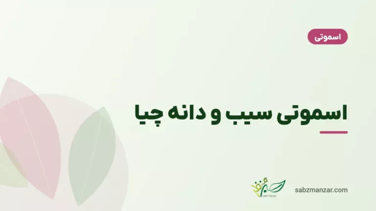 اسموتی سیب و دانه چیا