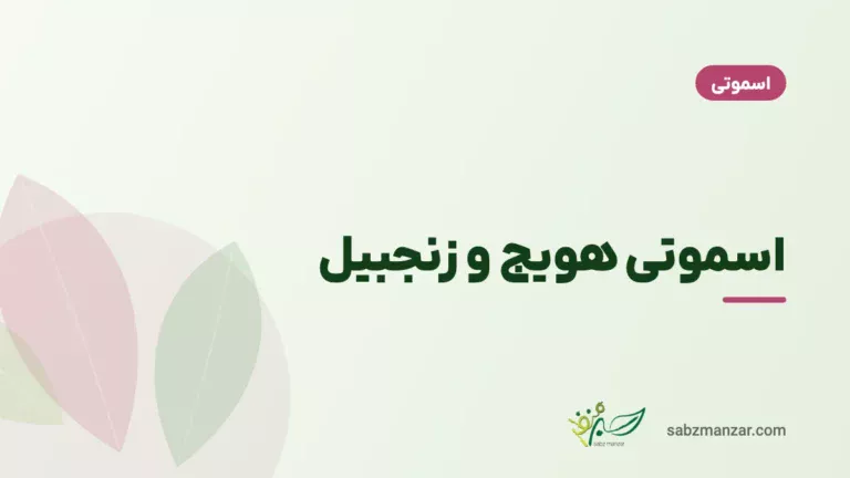 اسموتی هویج و زنجبیل