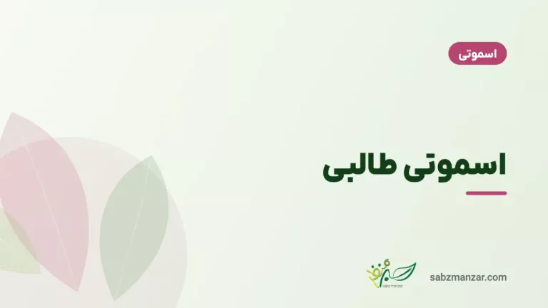 اسموتی طالبی