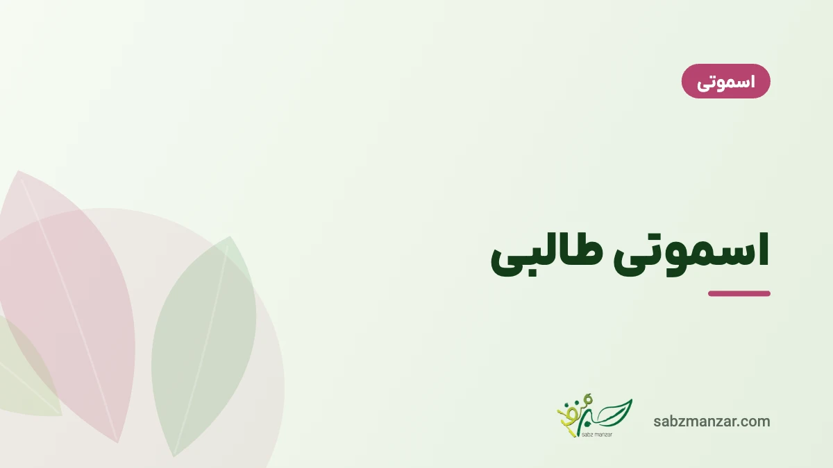 اسموتی طالبی