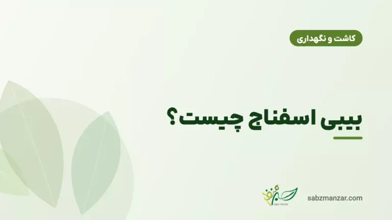 بیبی اسفناج چیست؟