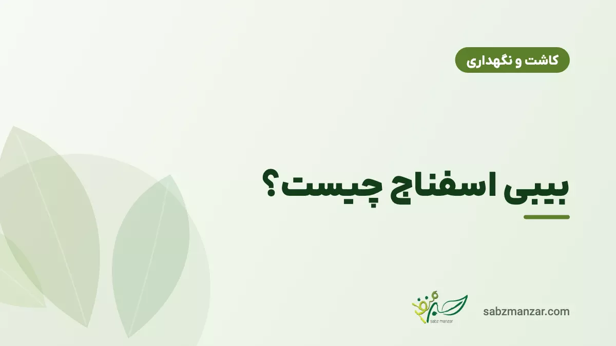 بیبی اسفناج چیست؟