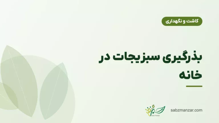 بذرگیری سبزیجات در خانه