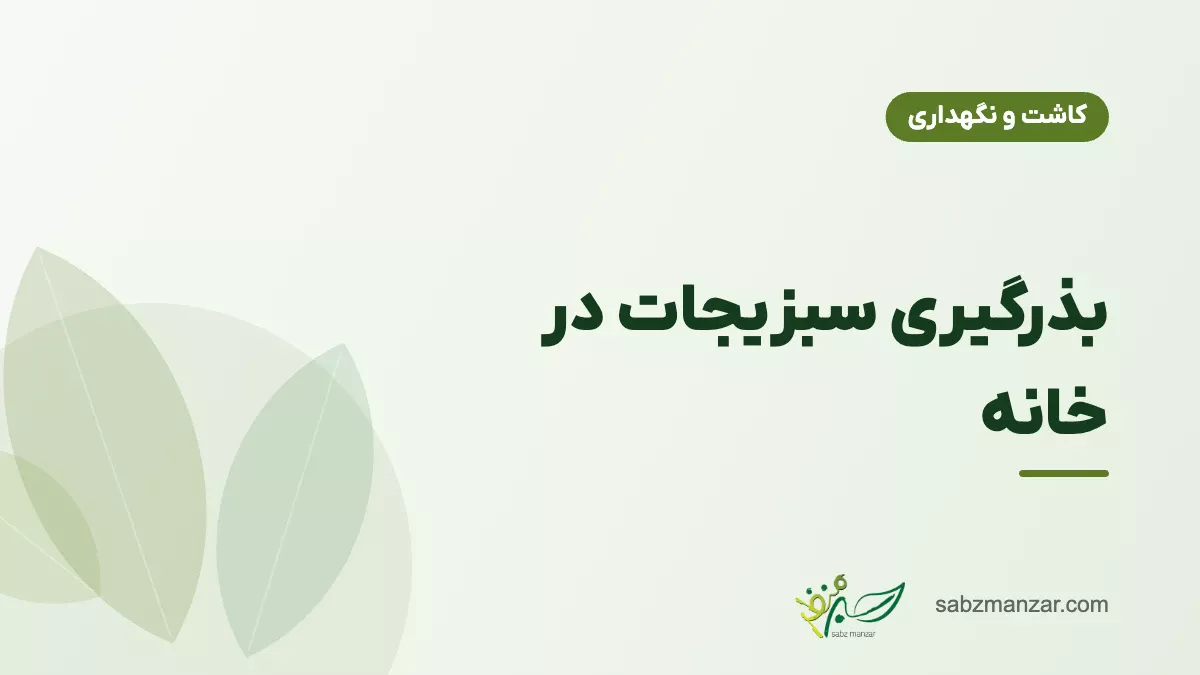 بذرگیری سبزیجات در خانه