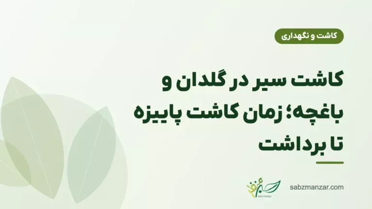 کاشت سیر در گلدان و باغچه؛ زمان کاشت پاییزه تا برداشت