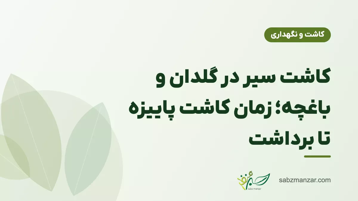کاشت سیر در گلدان و باغچه؛ زمان کاشت پاییزه تا برداشت
