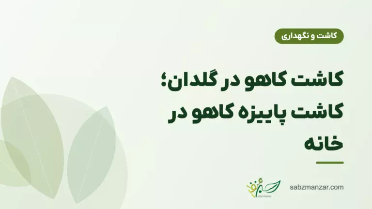 کاشت کاهو در گلدان؛ کاشت پاییزه کاهو در خانه