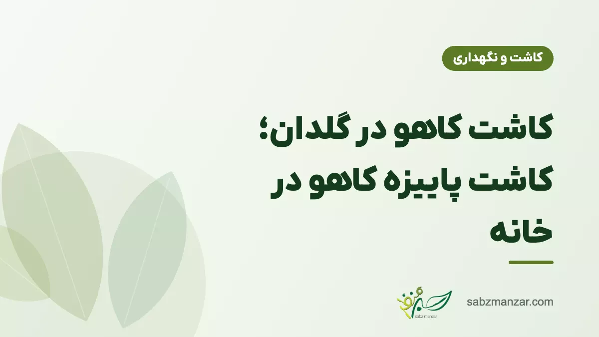 کاشت کاهو در گلدان؛ کاشت پاییزه کاهو در خانه