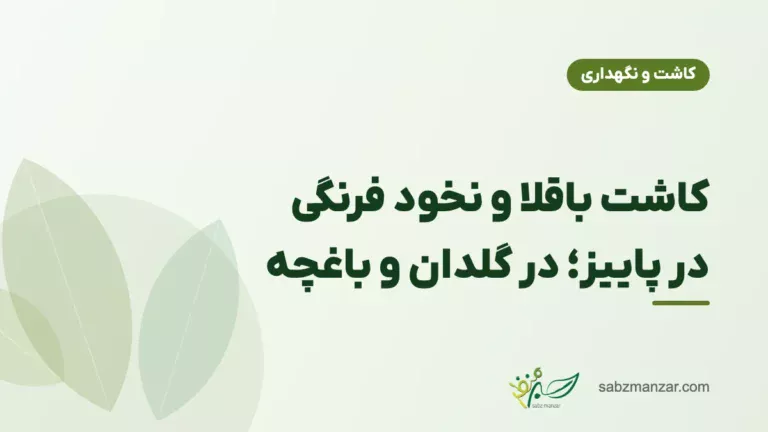 کاشت باقلا و نخود فرنگی در پاییز؛ در گلدان و باغچه