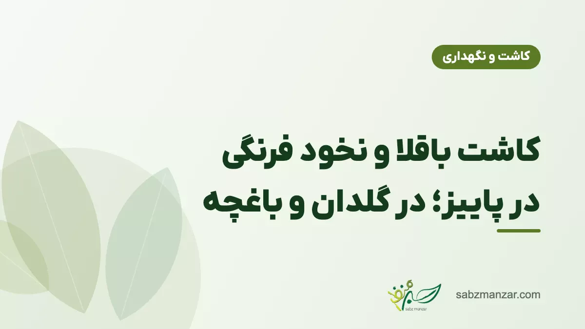کاشت باقلا و نخود فرنگی در پاییز؛ در گلدان و باغچه