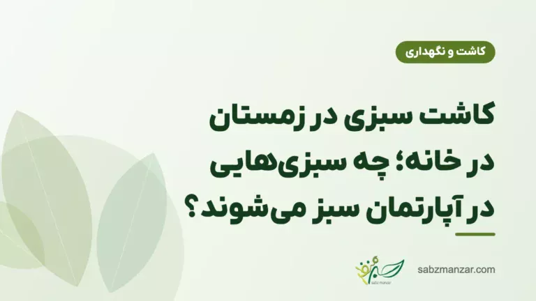 کاشت سبزی در زمستان در خانه؛ چه سبزی‌هایی در آپارتمان سبز می‌شوند؟