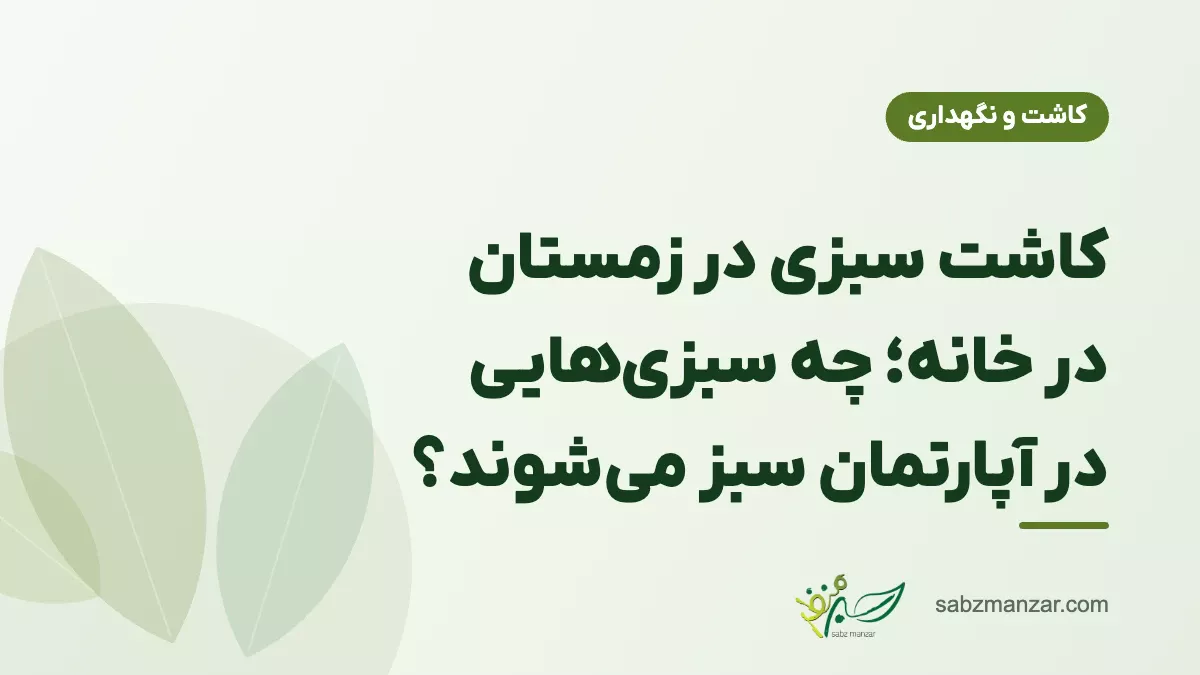 کاشت سبزی در زمستان در خانه؛ چه سبزی‌هایی در آپارتمان سبز می‌شوند؟