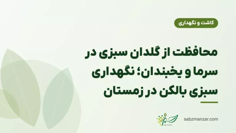 محافظت از گلدان سبزی در سرما و یخبندان؛ نگهداری سبزی بالکن در زمستان